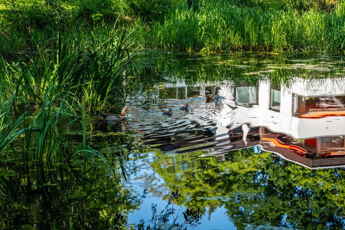 Teich